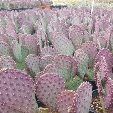 Beavertail Cactus 'Winter Glow' (Opuntia auera) COLD HARDY