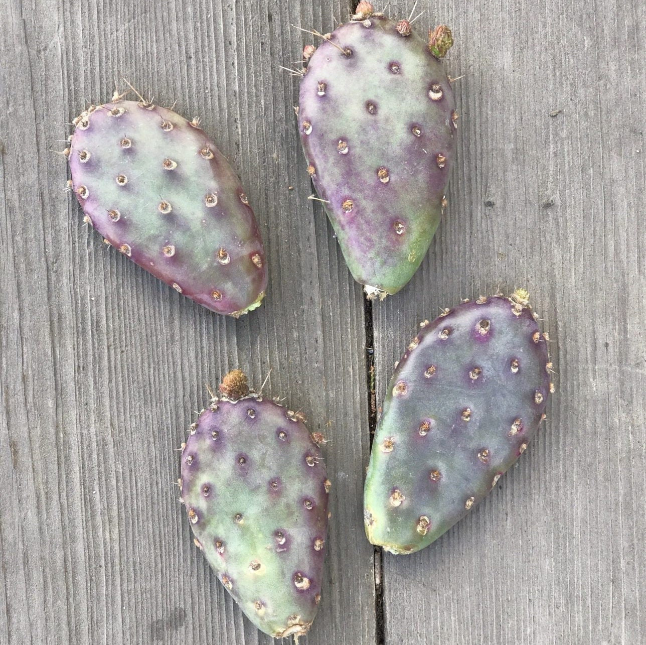Beavertail Cactus 'Winter Glow' (Opuntia auera) COLD HARDY