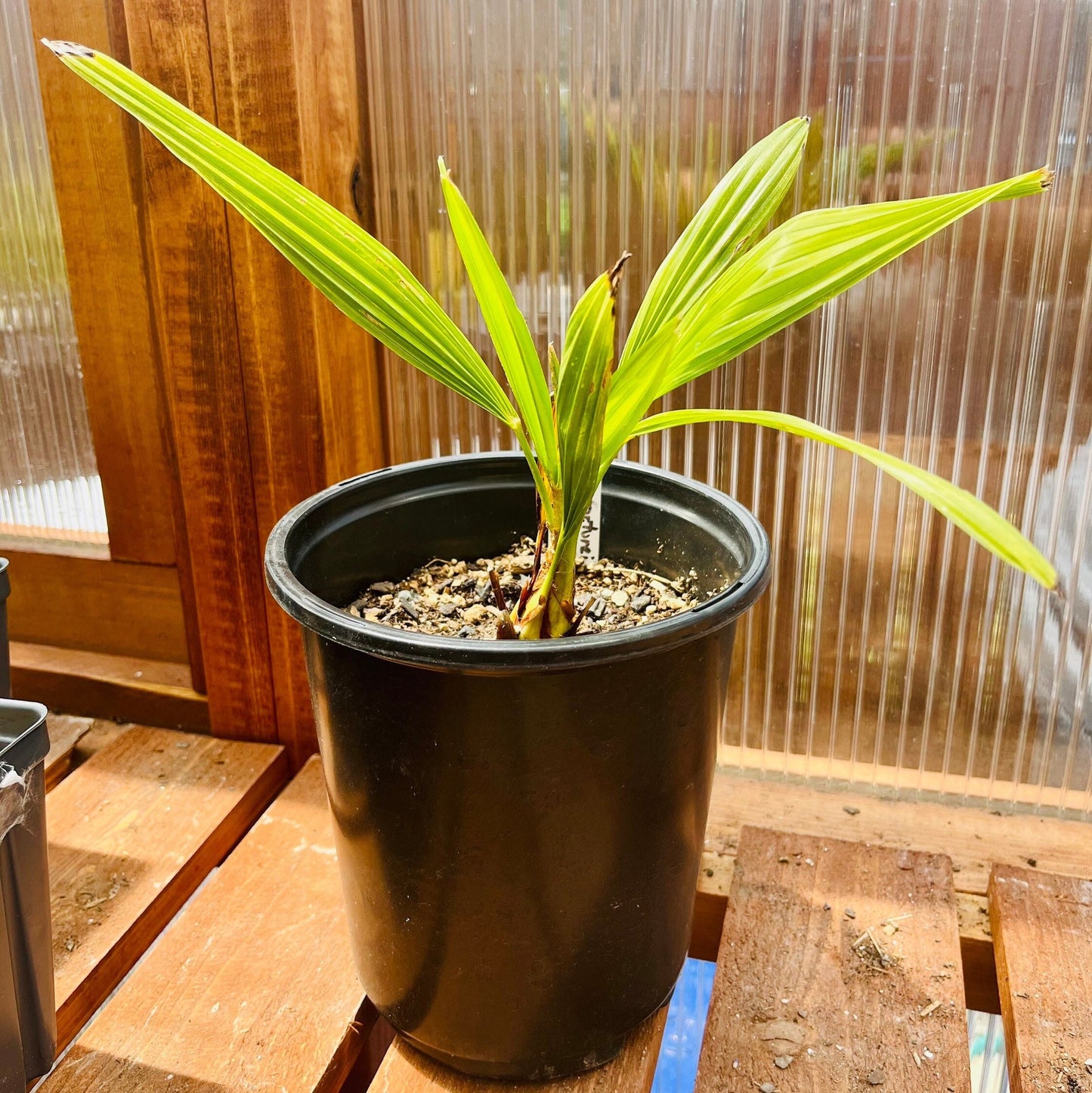 Trachycarpus wagnerianus x ‘Bulgaria’ - COLD HARDY