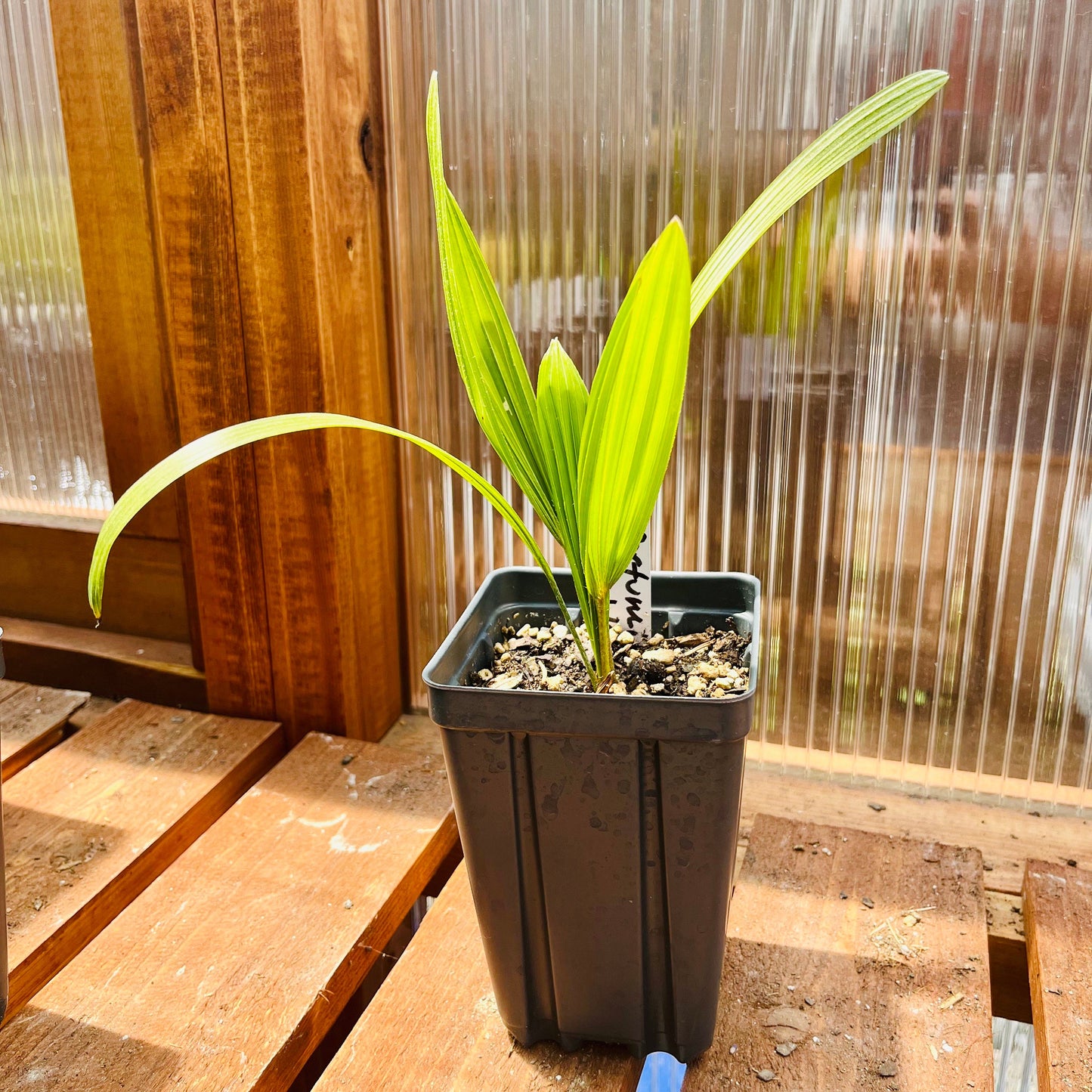 Trachycarpus wagnerianus x ‘Bulgaria’ - COLD HARDY