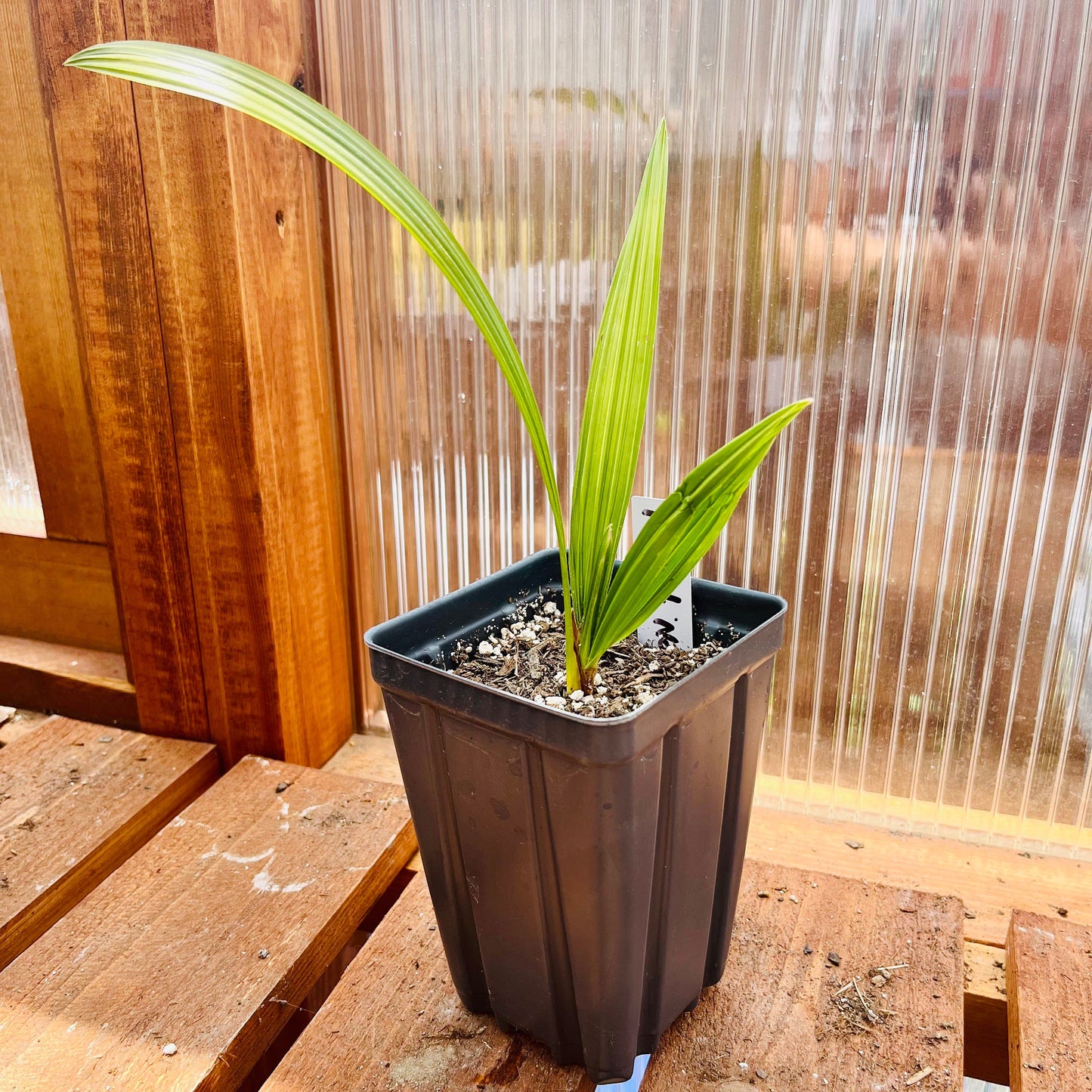 Trachycarpus fortunei 'Nova' Windmill Palm COLD HARDY