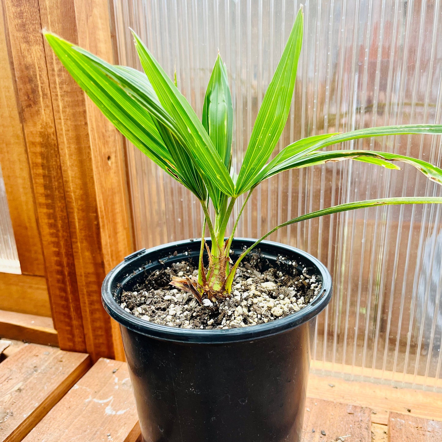 Trachycarpus fortunei 'Winsan' Windmill Palm COLD HARDY