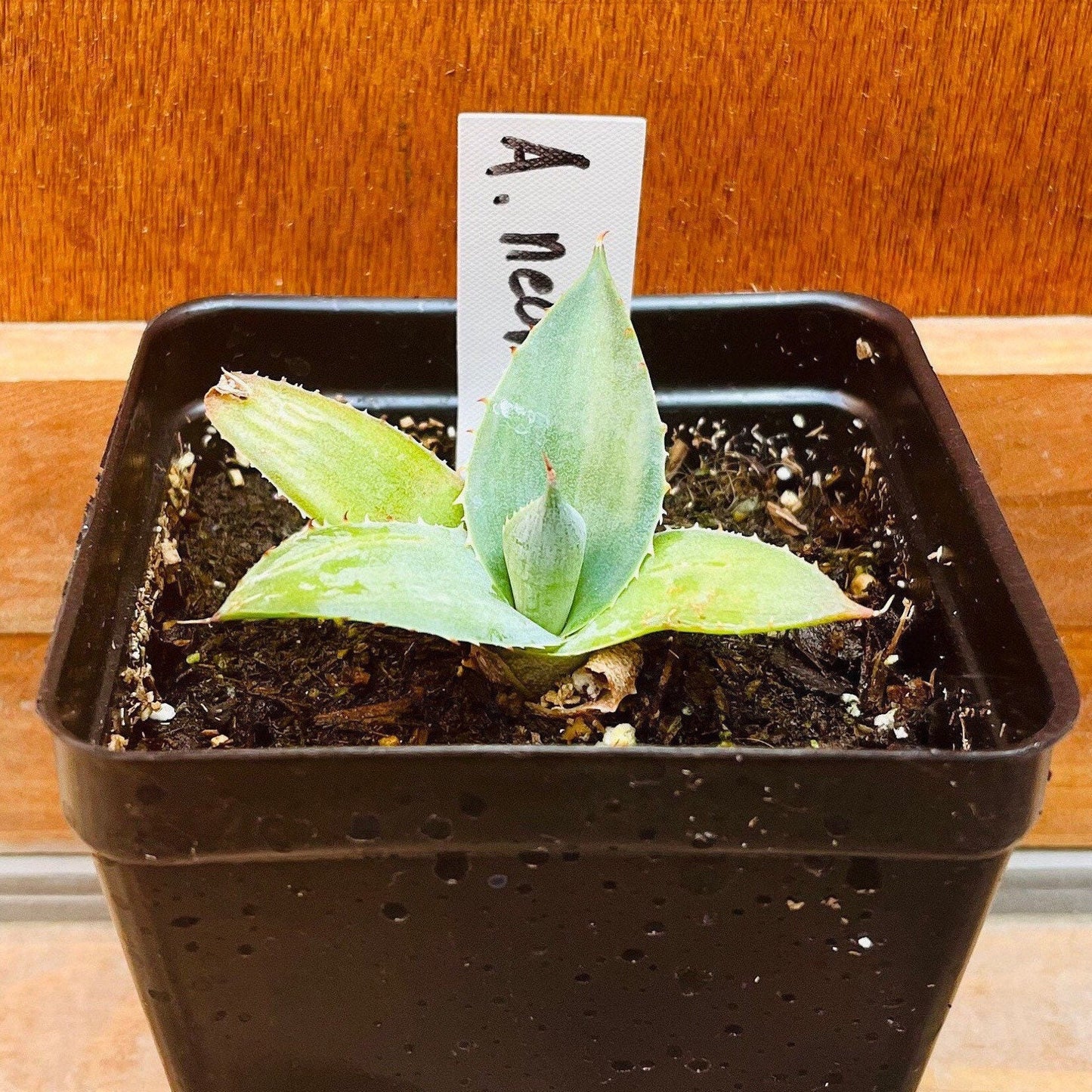 Agave neomexicana 'Oregon' Century Plant - COLD HARDY ZONE 5