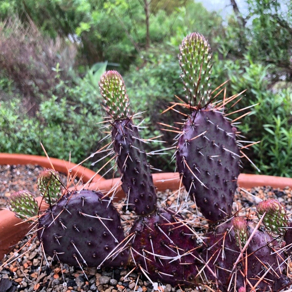 Prickly Pear Cactus 'Dark Knight' (Opuntia rhodantha) COLD HARDY