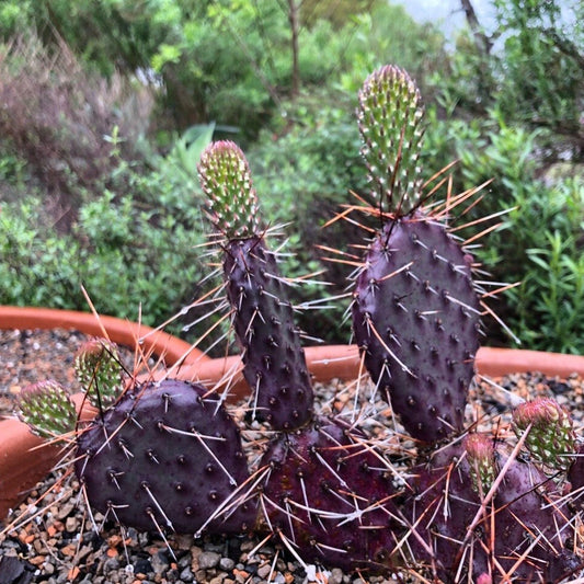 Prickly Pear Cactus 'Dark Knight' (Opuntia rhodantha) COLD HARDY