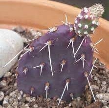 Prickly Pear Cactus 'Dark Knight' (Opuntia rhodantha) COLD HARDY