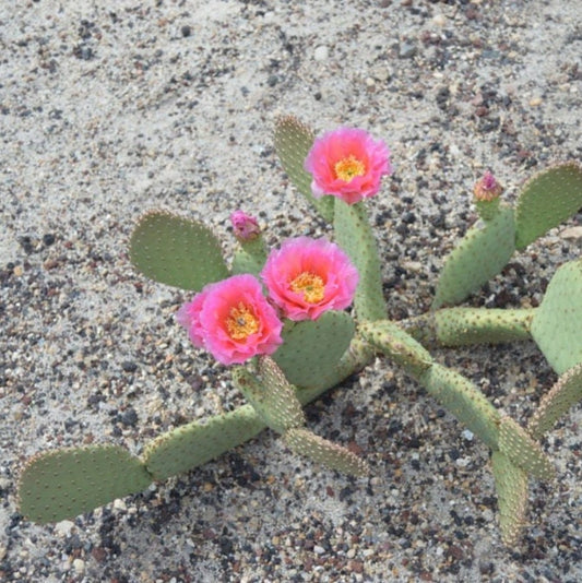 Beavertail Cactus 'Virgin River Rainbow' (Opuntia auera) HARDY