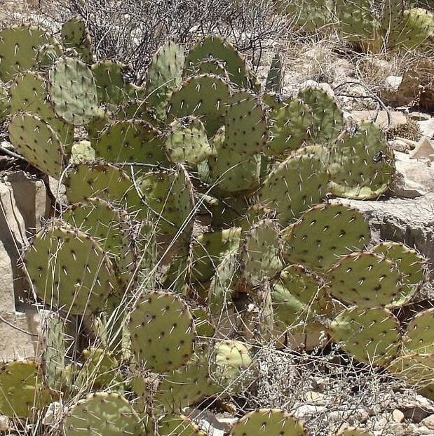 Prickly Pear Cactus 'Grand Canyon' (O. dulcis x) COLD HARDY