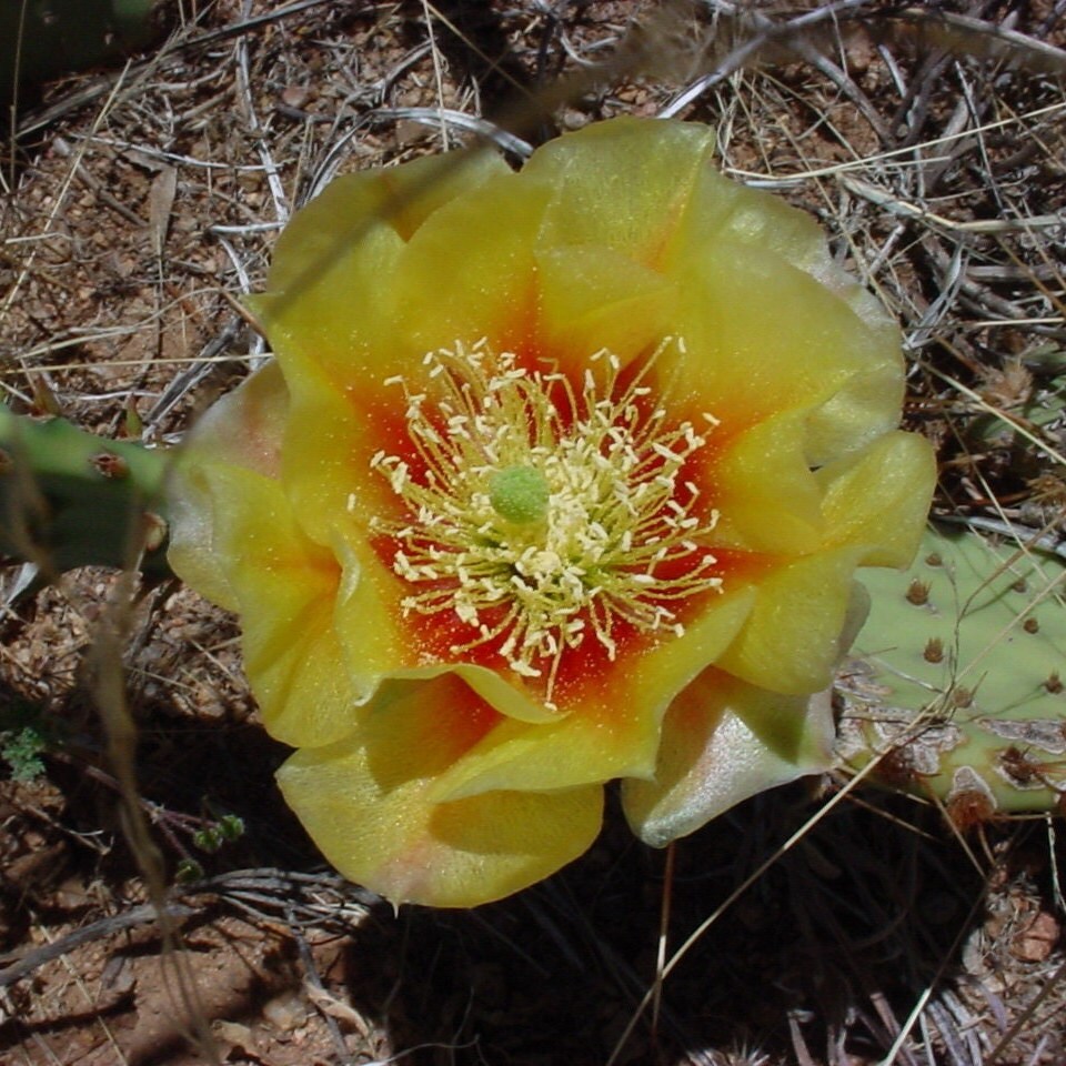 Prickly Pear Cactus 'Grand Canyon' (O. dulcis) COLD HARDY