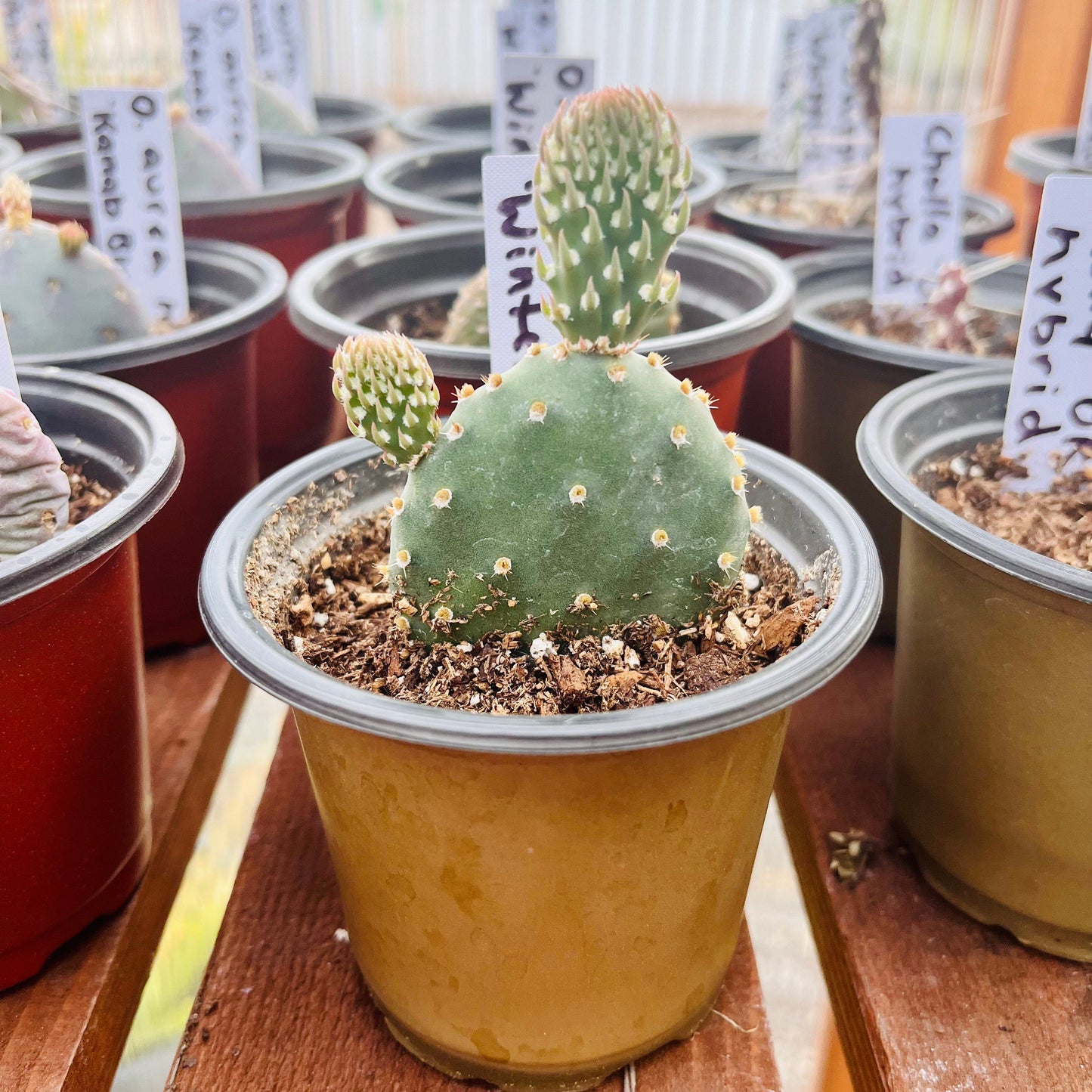 Beavertail Cactus 'Winter Glow' (Opuntia auera) COLD HARDY