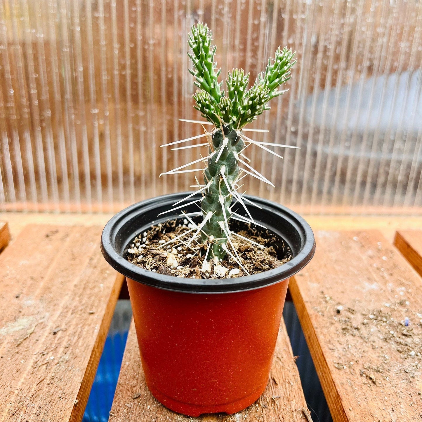 Cholla Cactus 'Santa Fe' (Cylindropuntia viridiflora) COLD HARDY