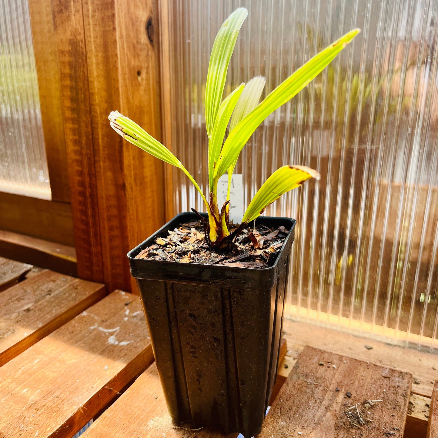 Trachycarpus fortunei ‘Bulgaria’ Windmill Palm COLD HARDY