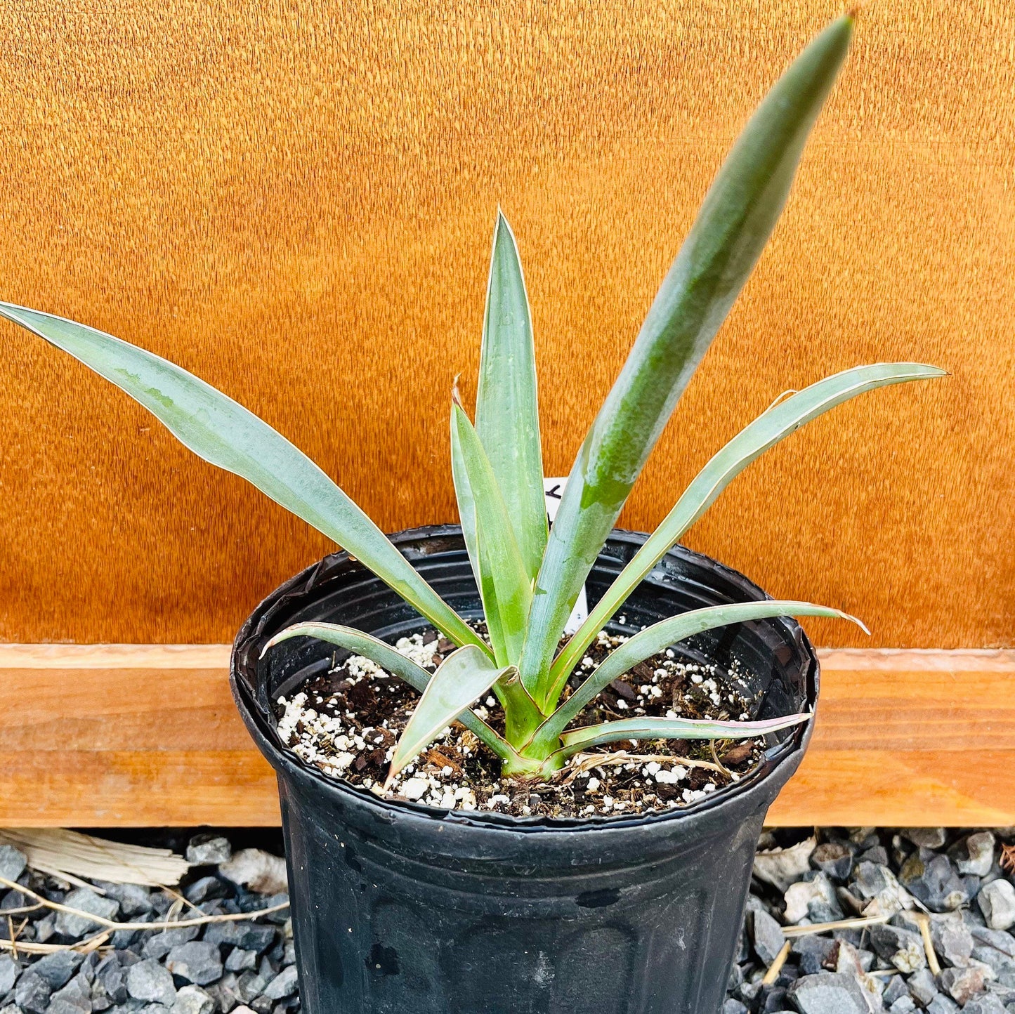 Yucca torreyi (Torrey's Yucca) Oregon COLD HARDY