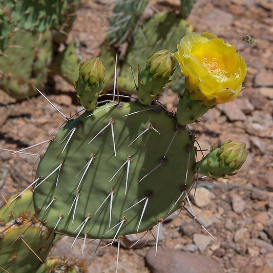 Prickly Pear Cactus 'Vejo' (O. gilvescens) COLD HARDY