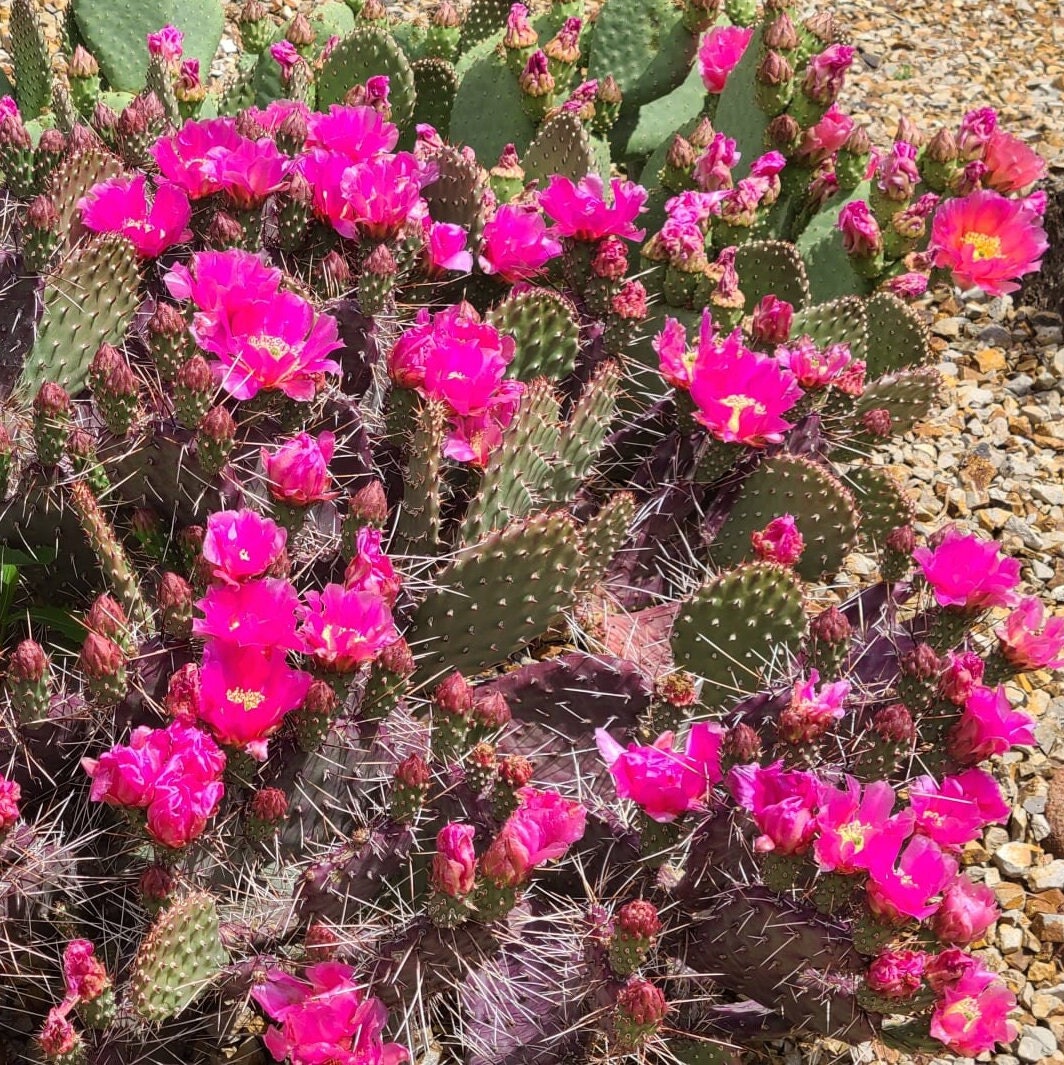 Prickly Pear Cactus 'Dark Knight' (Opuntia rhodantha) COLD HARDY