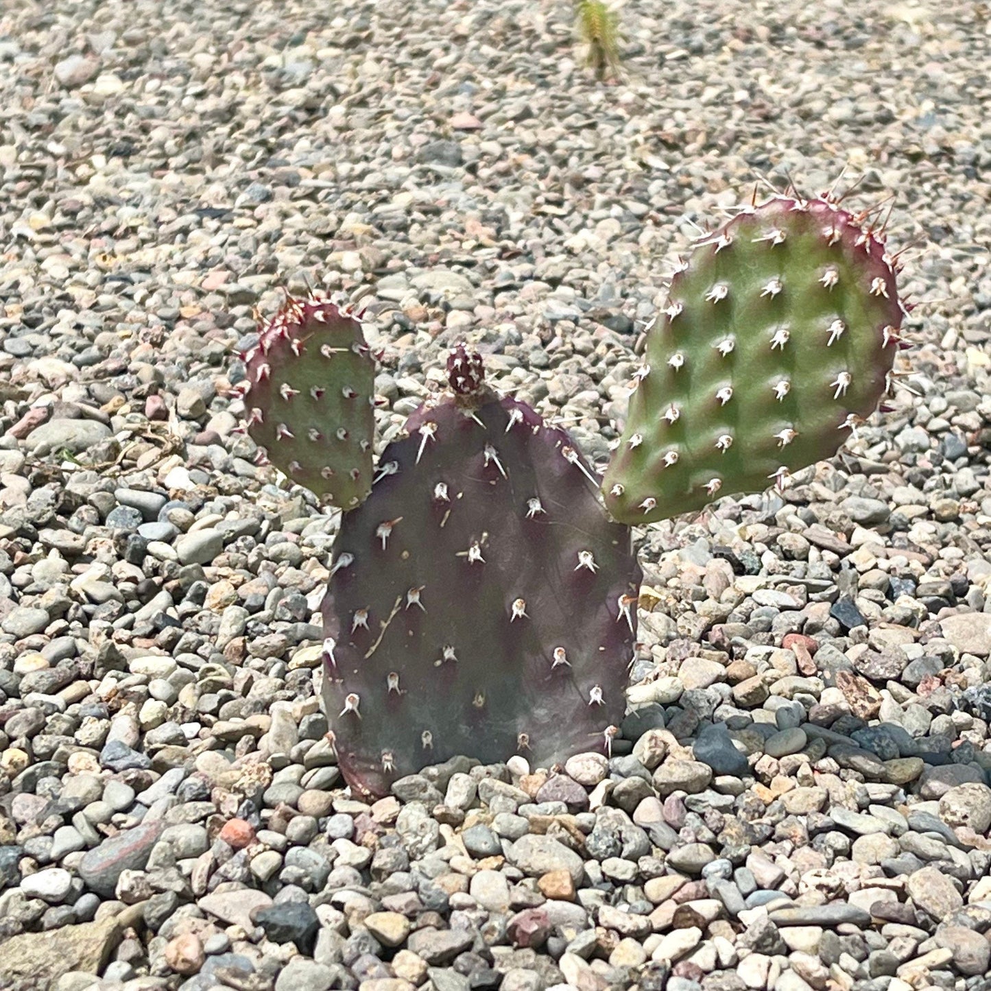 Prickly Pear Cactus 'Dark Knight' (Opuntia rhodantha) COLD HARDY