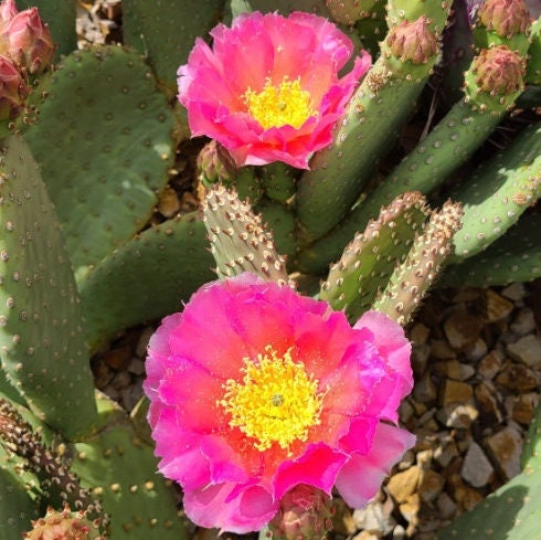 Beavertail Cactus 'Virgin River Rainbow' (Opuntia auera) HARDY