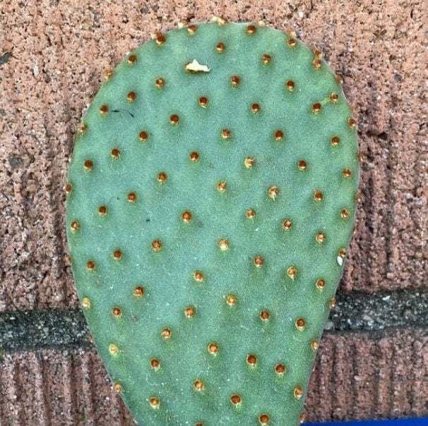 Beavertail Cactus 'Apricot Glory' (Opuntia aurea hyb) COLD HARDY