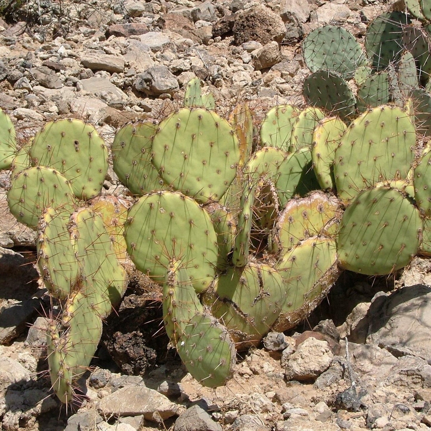 Prickly Pear Cactus 'Grand Canyon' (O. dulcis x) COLD HARDY