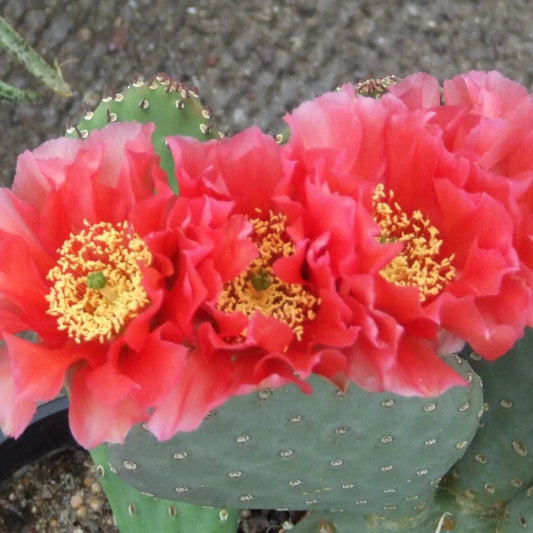 Beavertail Cactus 'Ruffled Papaya' (Opuntia aurea hyb) COLD HARDY