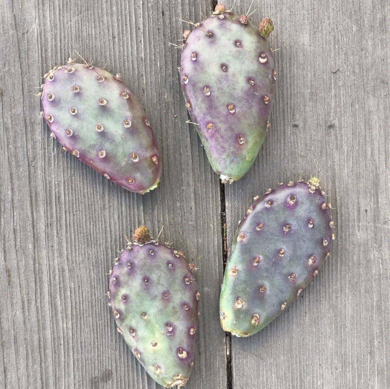 Beavertail Cactus 'Oregon Giant' (Opuntia basilaris) COLD HARDY
