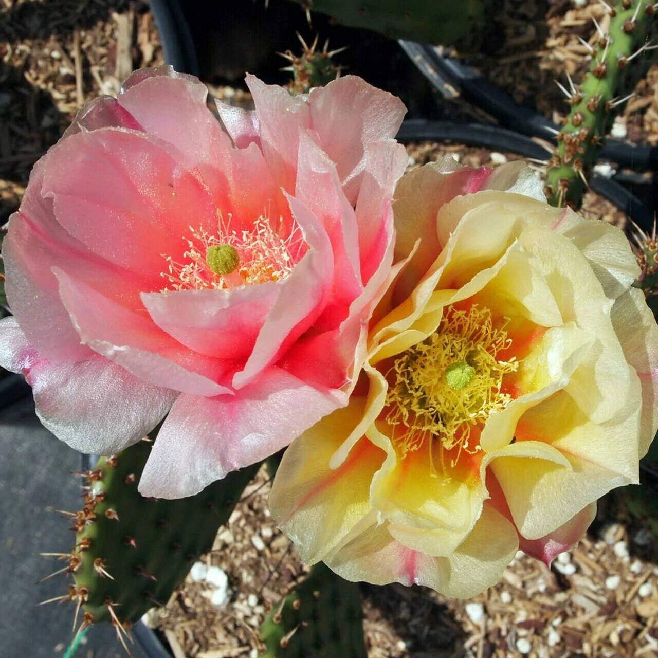 Prickly Pear Cactus 'Pina Colada' (Opuntia charlestonesis) HARDY