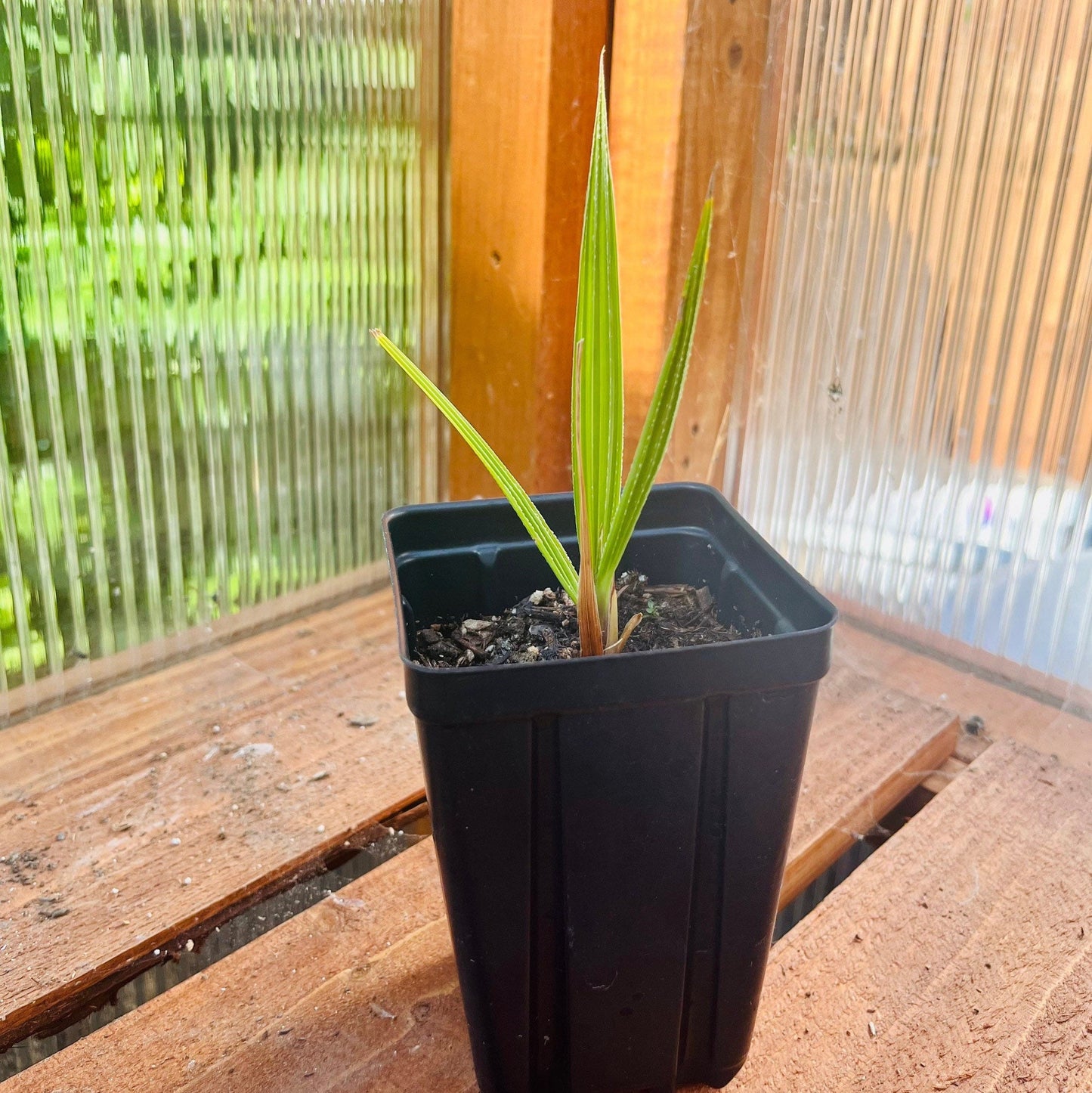 Washingtonia filifera 'Oregon High Desert' COLD HARDY