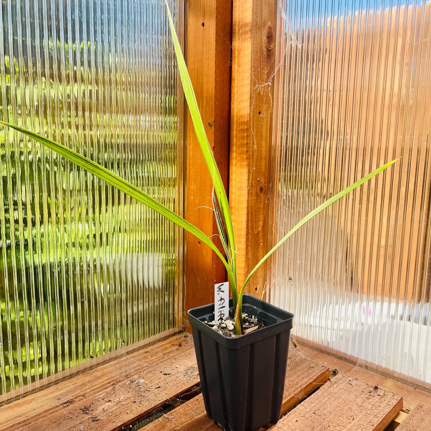 Washingtonia filifera 'Oregon High Desert' COLD HARDY