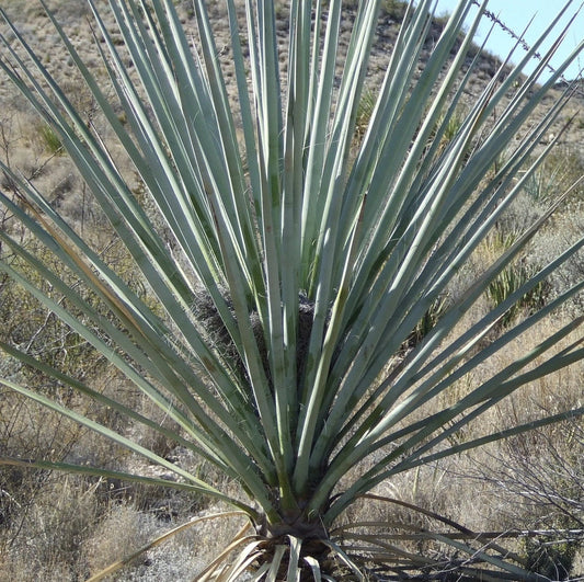 Yucca torreyi (Torrey's Yucca) Oregon COLD HARDY