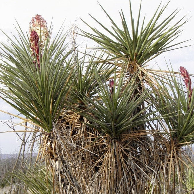Yucca torreyi (Torrey's Yucca) Oregon COLD HARDY