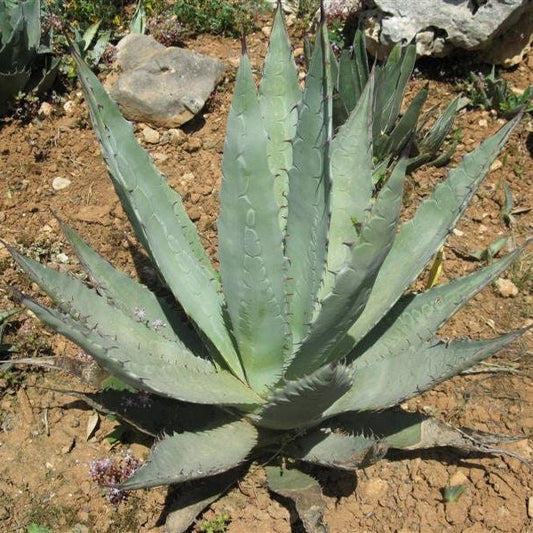 Agave parryi x utahensis 'OR Hybrid' COLD HARDY