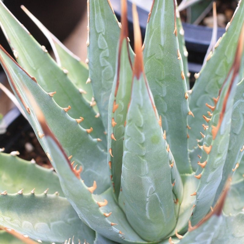 Agave parryi x utahensis 'OR Hybrid' COLD HARDY