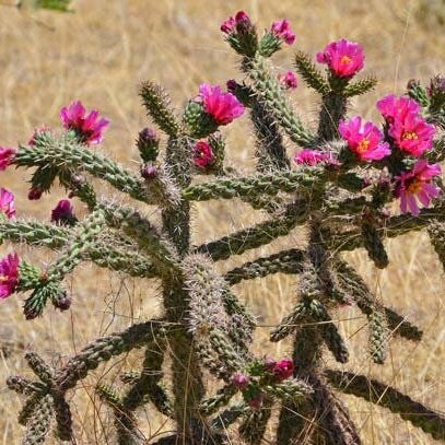 Cane Cholla Cactus 'AZ' (C. spinosior) - COLD HARDY
