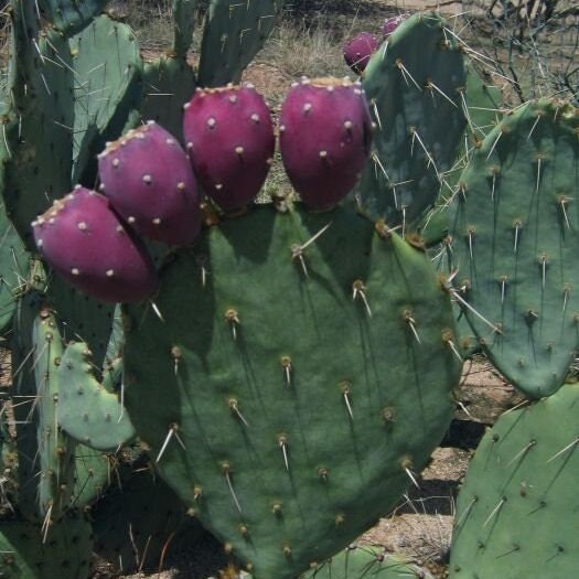 Prickly Pear Cactus 'Golden Honey' (O. toumeyi) COLD HARDY