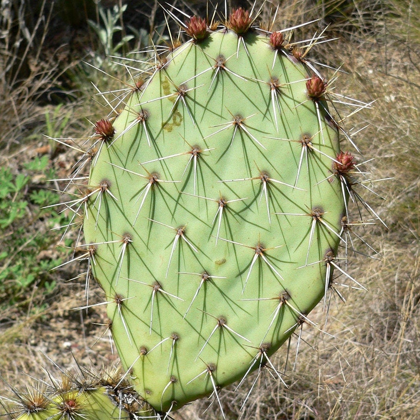 Prickly Pear Cactus 'Kaibab Red' (O. phaeacantha x) COLD HARDY