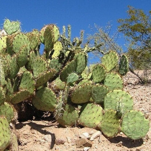 Prickly Pear Cactus 'Kaibab Red' (O. phaeacantha x) COLD HARDY