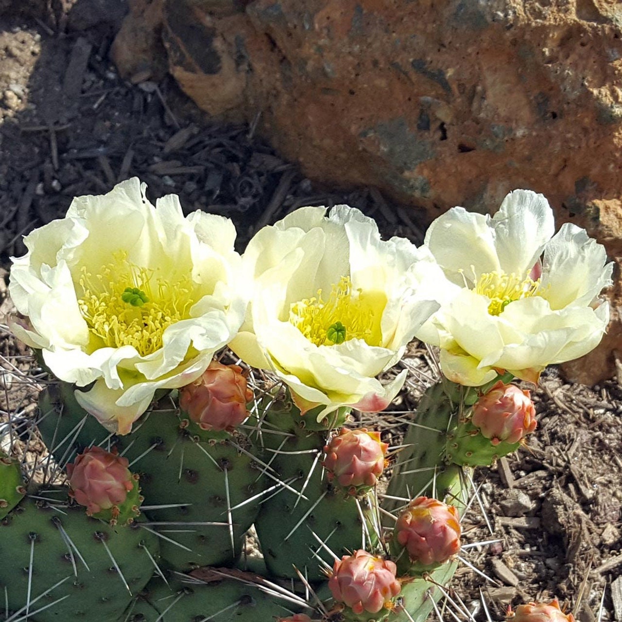 Prickly Pear Cactus 'Snowball' (O. polyacantha x rhodantha) HARDY
