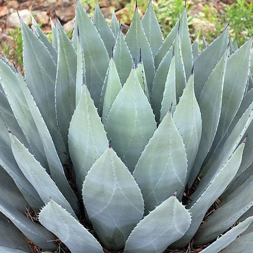 Agave parryi 'Oregon Hybrid' COLD HARDY ZONE 5
