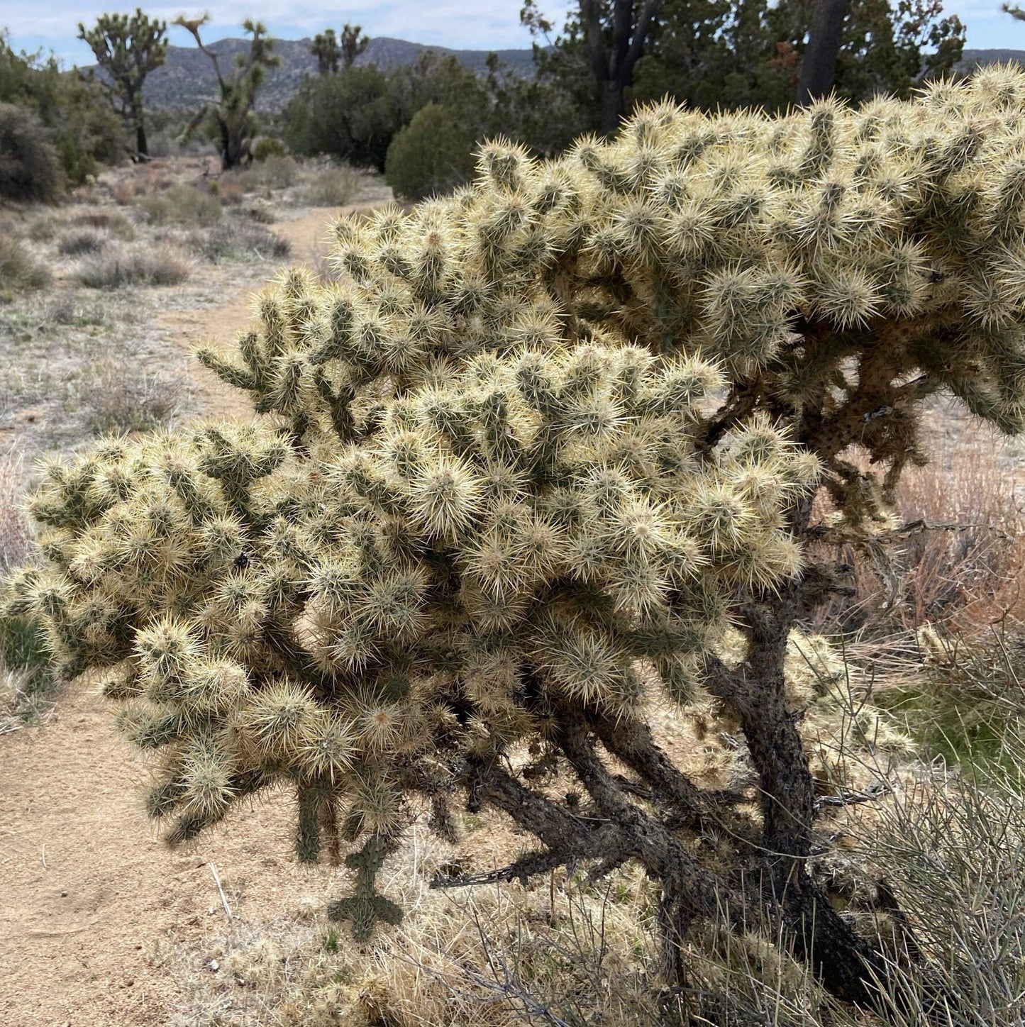 Cholla 'Oregon Haze' (Cylindropuntia echinocarpa) COLD HARDY