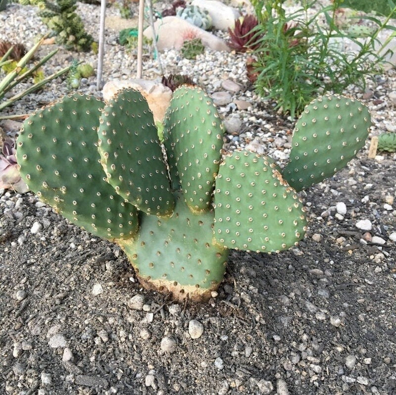 Beavertail Cactus 'Ruffled Papaya' (Opuntia aurea hyb) COLD HARDY