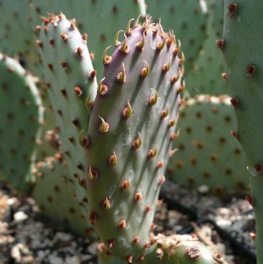 Beavertail Cactus 'Apricot Glory' (Opuntia aurea hyb) COLD HARDY