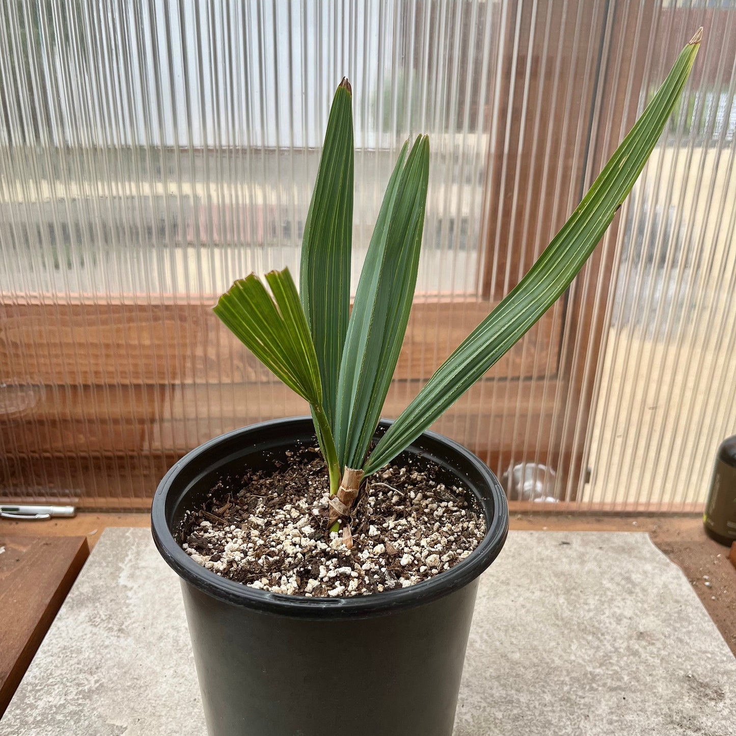 Sabal Palm ‘Oregon Hybrid’ Palm Tree - COLD HARDY