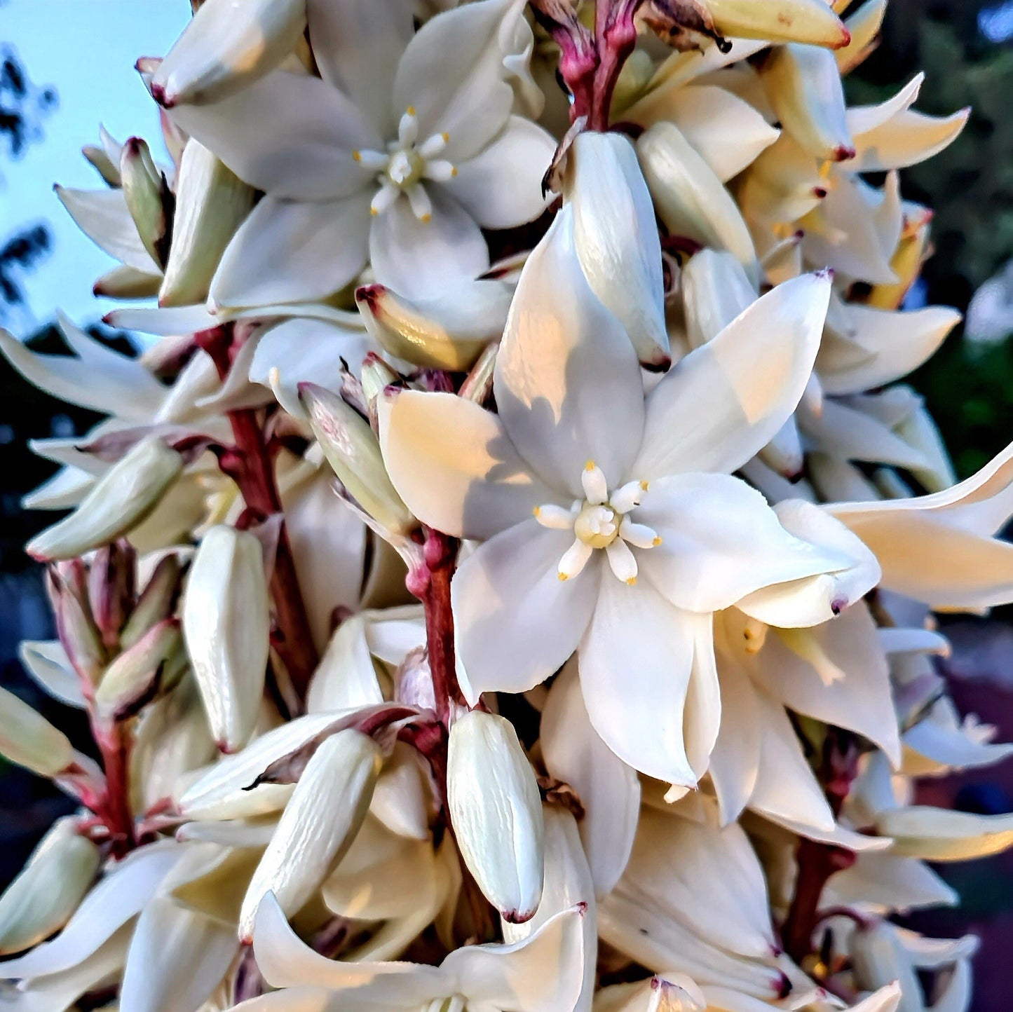 Yucca faxoniana (Giant Spanish Dagger) COLD HARDY