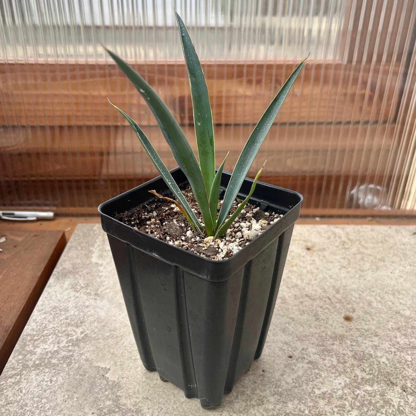Yucca faxoniana (Giant Spanish Dagger) COLD HARDY