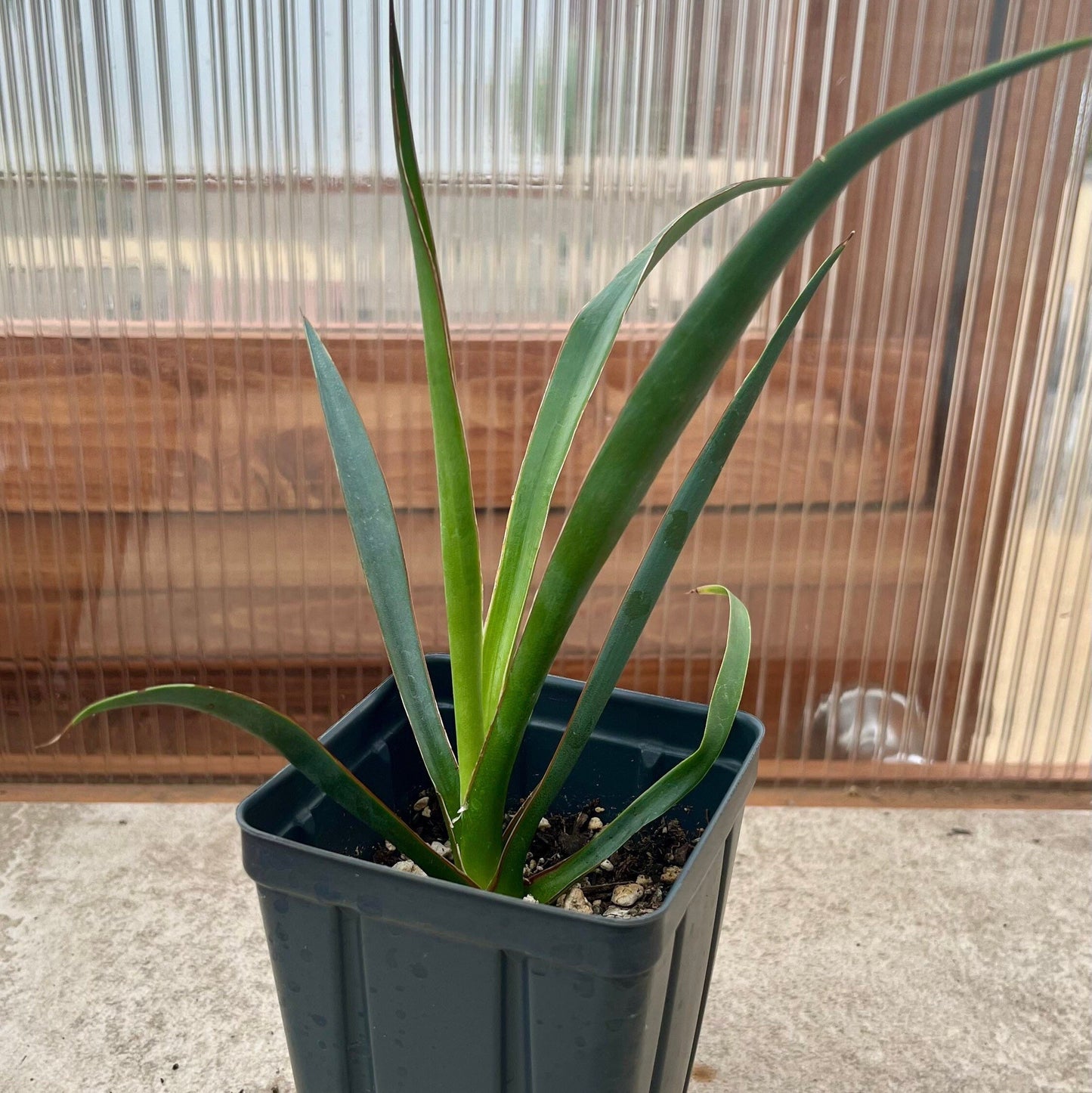 Yucca faxoniana (Giant Spanish Dagger) COLD HARDY