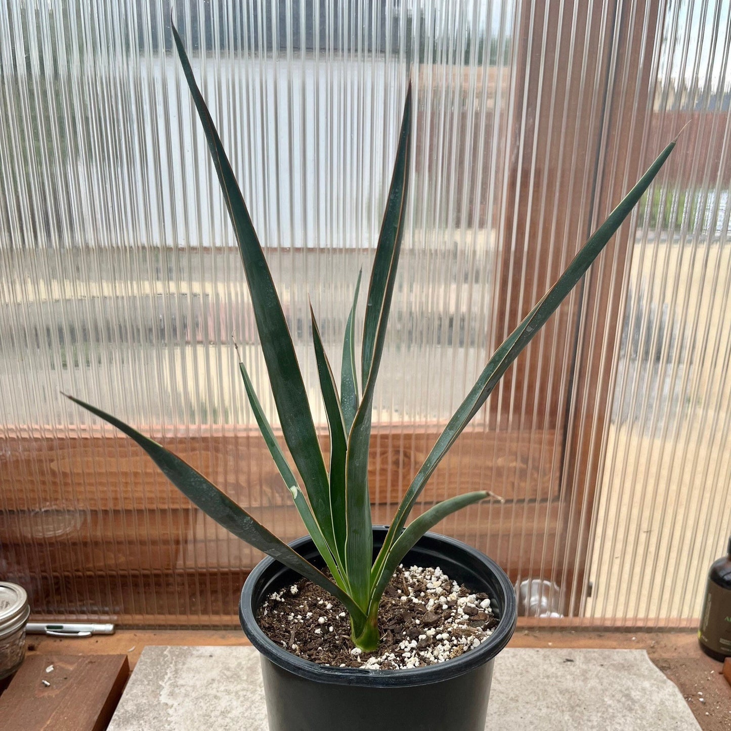 Yucca faxoniana (Giant Spanish Dagger) COLD HARDY