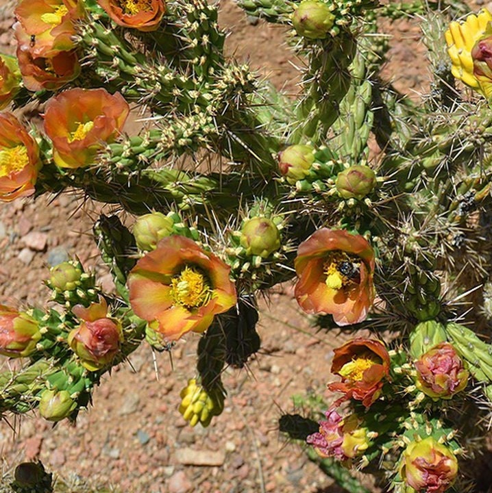 Cholla Cactus 'Santa Fe' (Cylindropuntia viridiflora) COLD HARDY