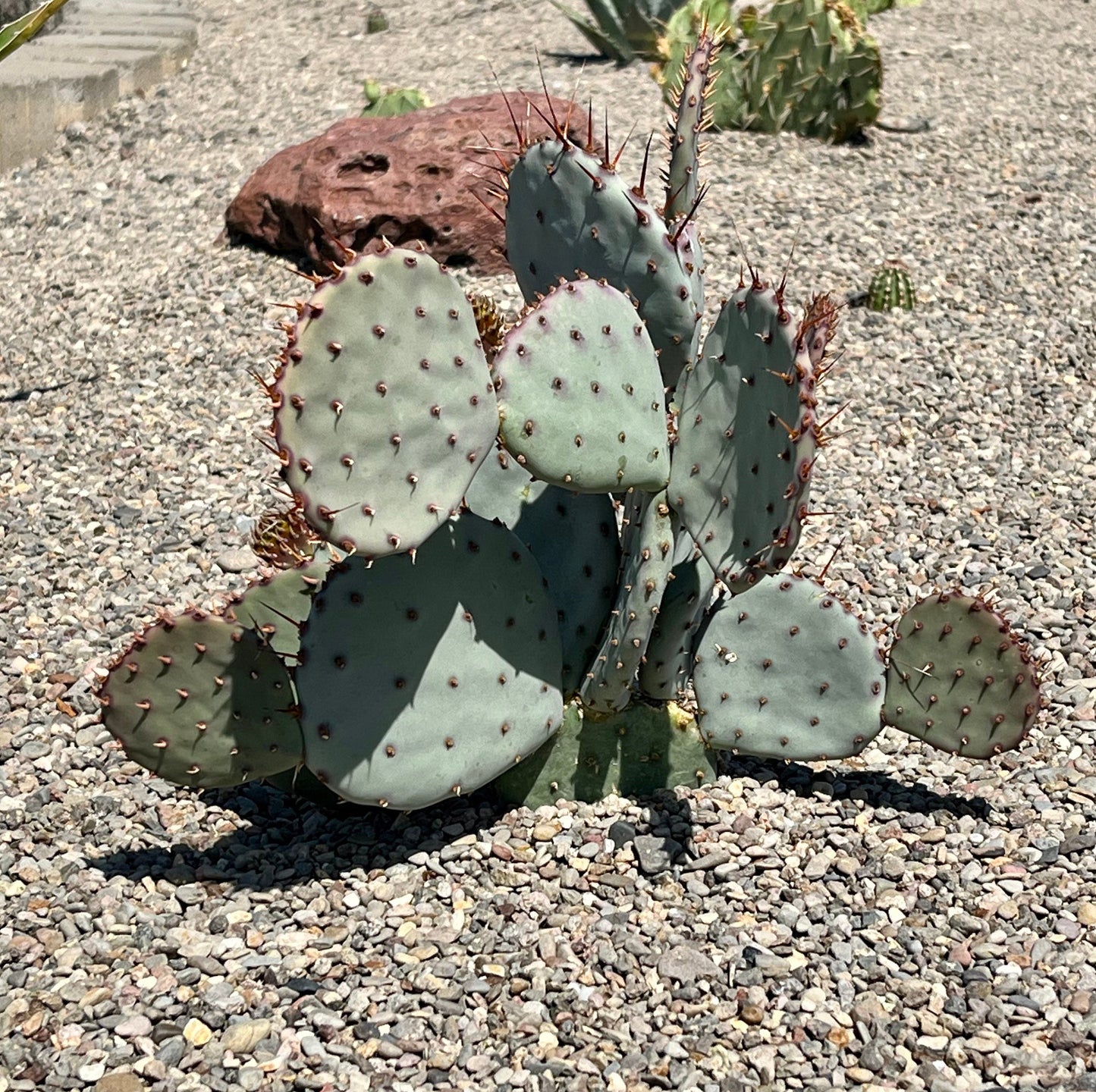 Prickly Pear Cactus 'Sapphire' (Opuntia macrocentra) COLD HARDY