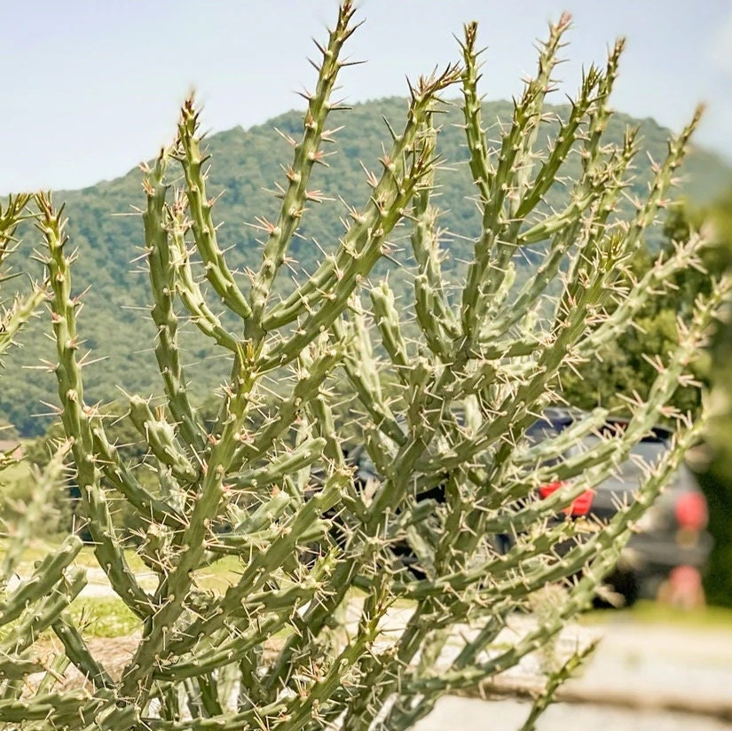 Candle Cholla Cactus (Cylindropuntia kleiniae) - COLD HARDY