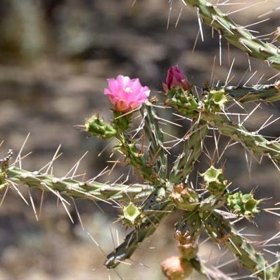 pink pencil cactus Candle Cholla Cactus (Cylindropuntia kleiniae)